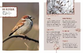 Sample Content (Image) Vögel im Winter bei dir zu Gast