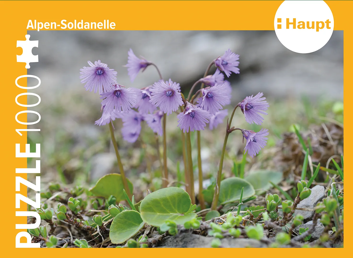 Front Cover Image Alpen-Soldanelle – Puzzle