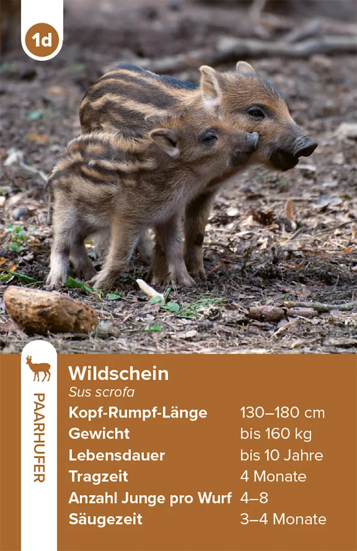 Sample Content (Image) Einheimische Säugetiere – das Quartett-Spiel