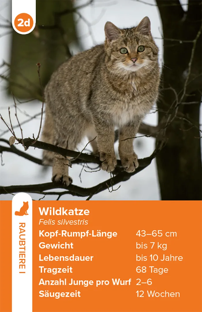 Sample Content (Image) Einheimische Säugetiere – das Quartett-Spiel