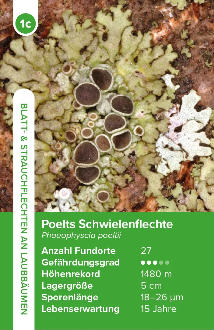Sample Content (Image) Flechten – das Quartett-Spiel
