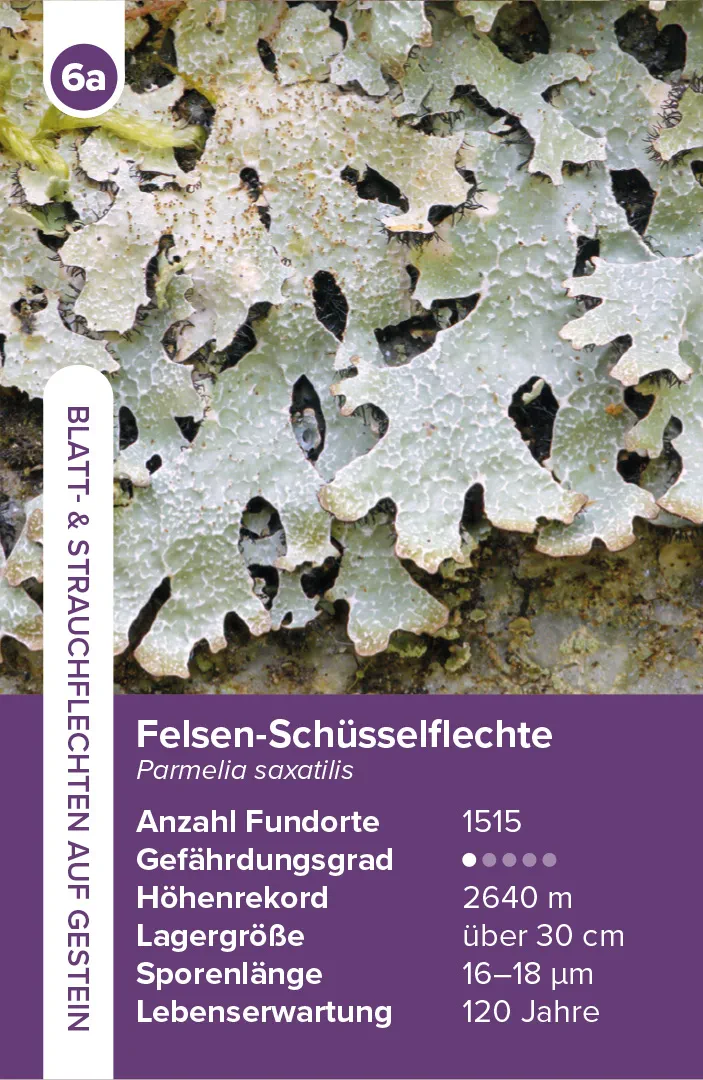 Sample Content (Image) Flechten – das Quartett-Spiel