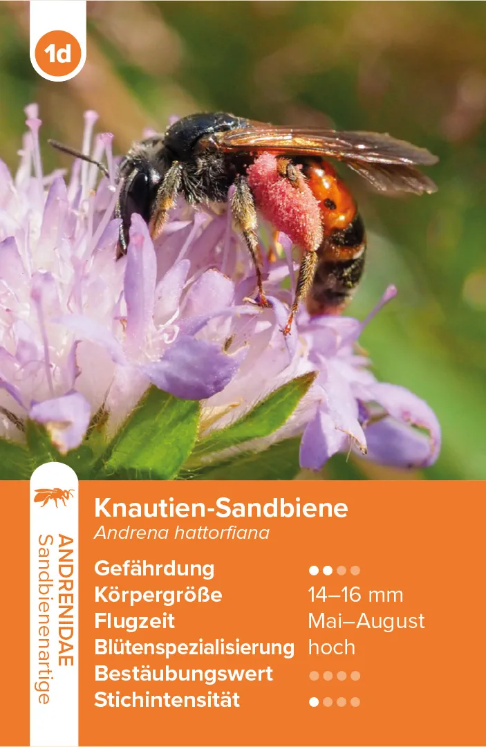 Sample Content (Image) Wildbienen – das Quartett-Spiel