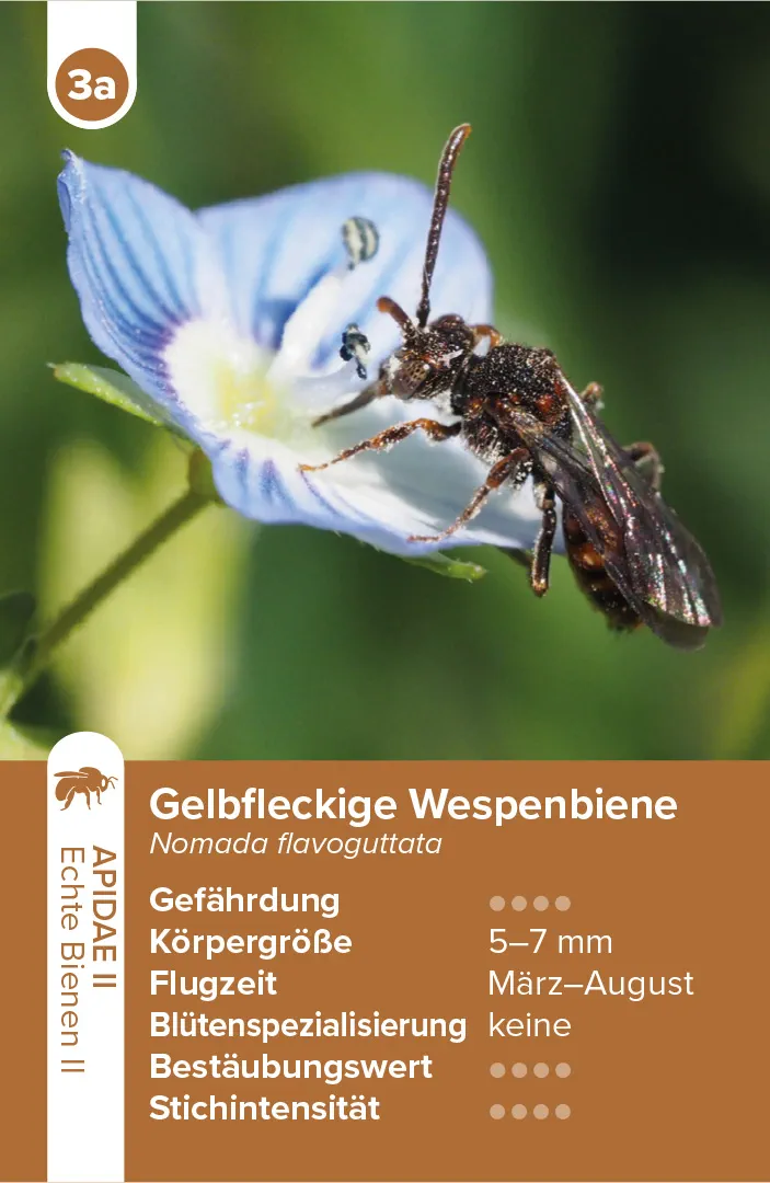 Sample Content (Image) Wildbienen – das Quartett-Spiel