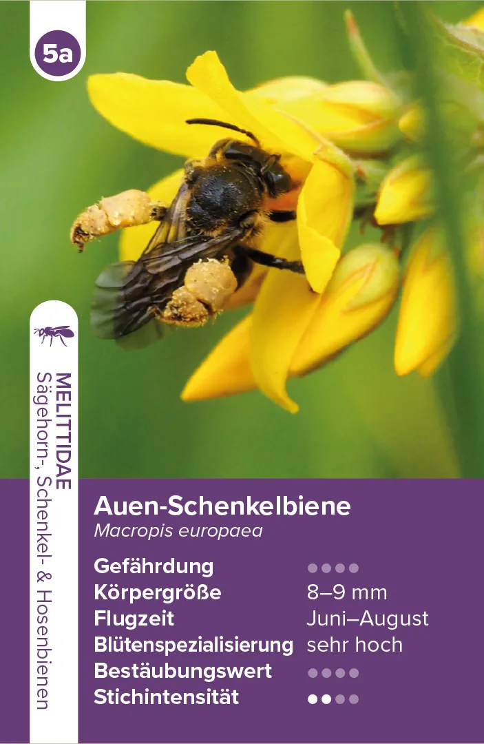 Sample Content (Image) Wildbienen – das Quartett-Spiel