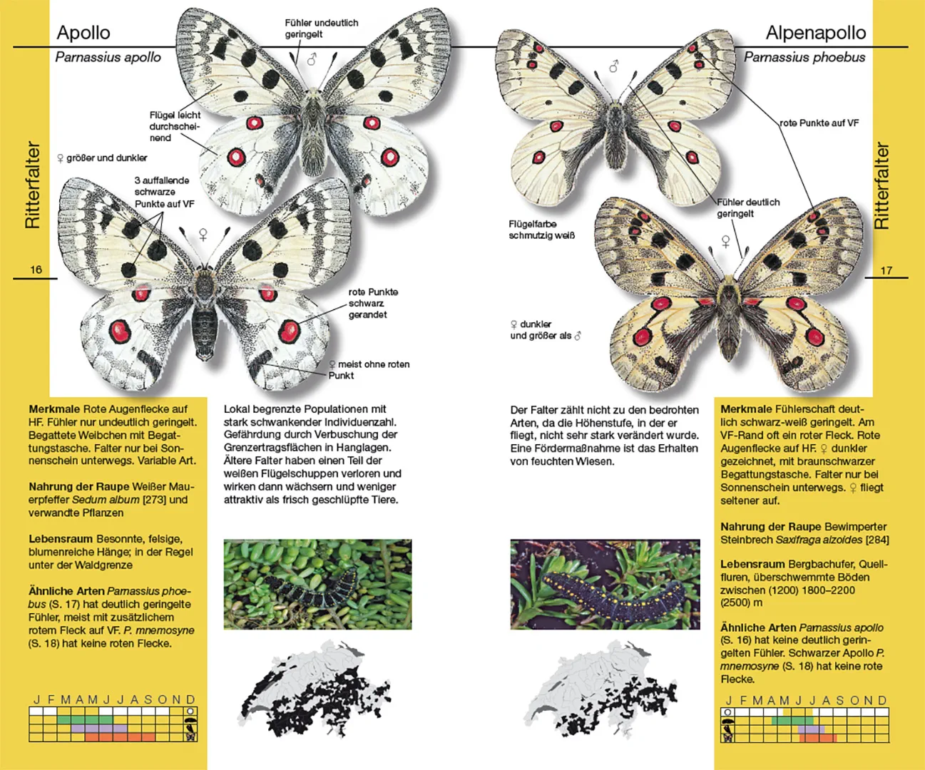 Sample Content (Image) Schmetterlinge