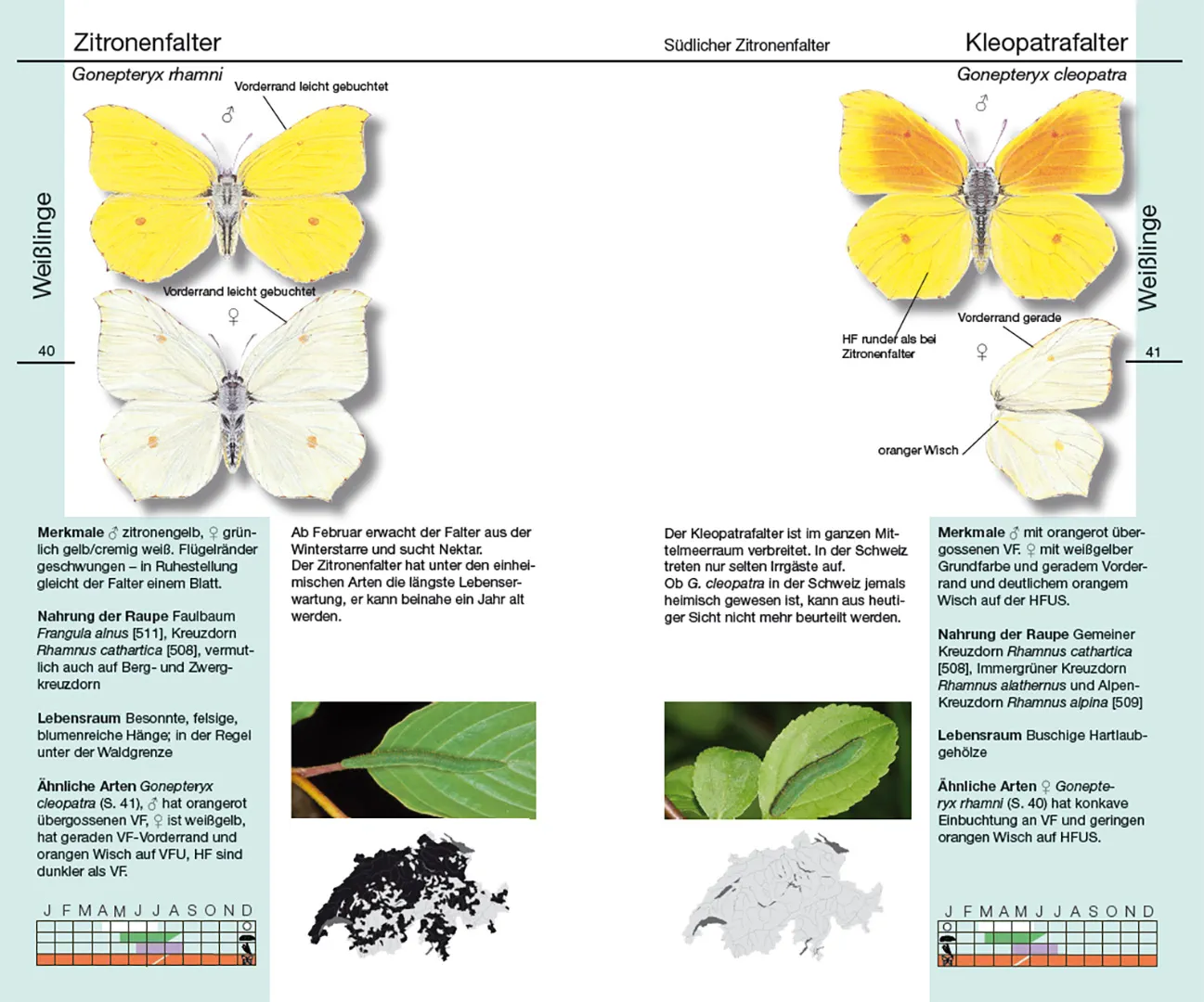 Sample Content (Image) Schmetterlinge