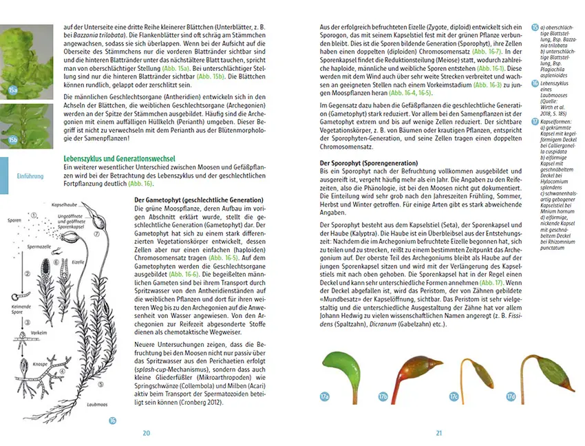 Sample Content (Image) Moose des Waldbodens