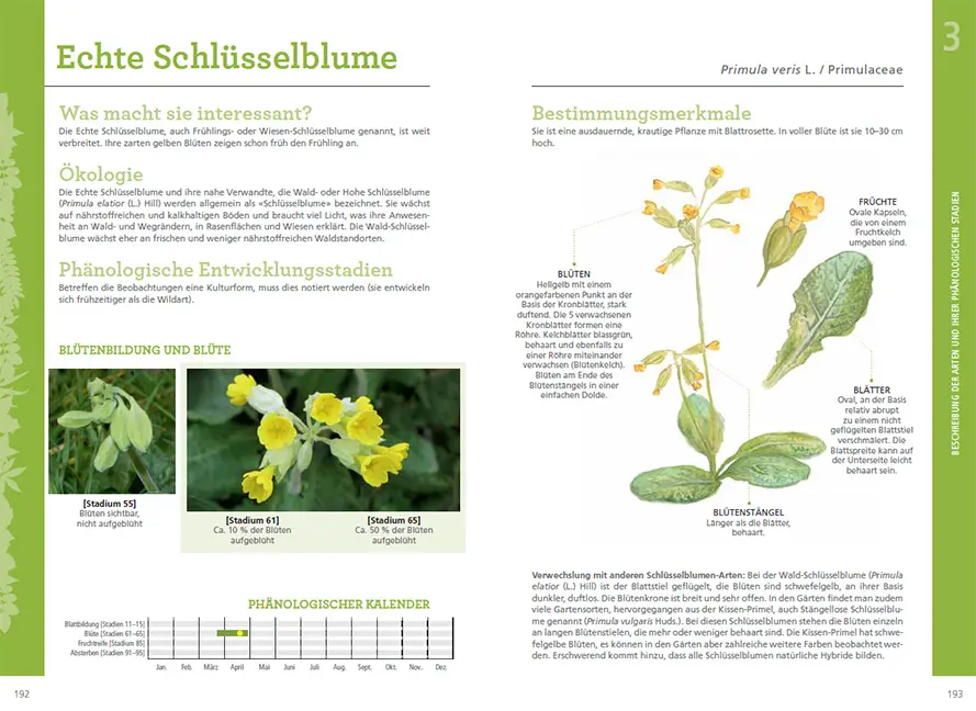 Sample Content (Image) Pflanzen im Rhythmus der Jahreszeiten beobachten