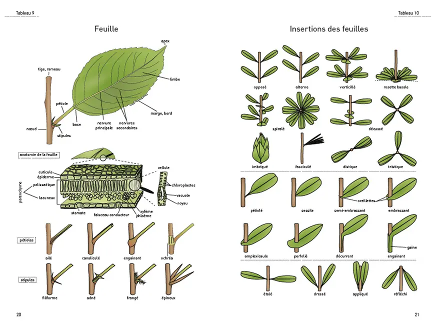 Sample Content (Image) Le glossaire illustré pour la botanique de terrain
