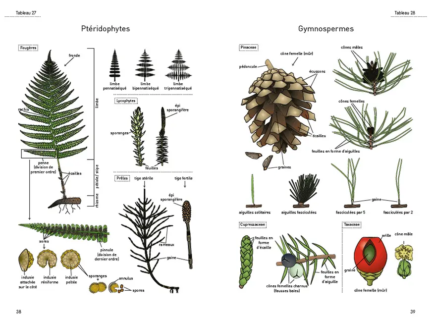 Sample Content (Image) Le glossaire illustré pour la botanique de terrain