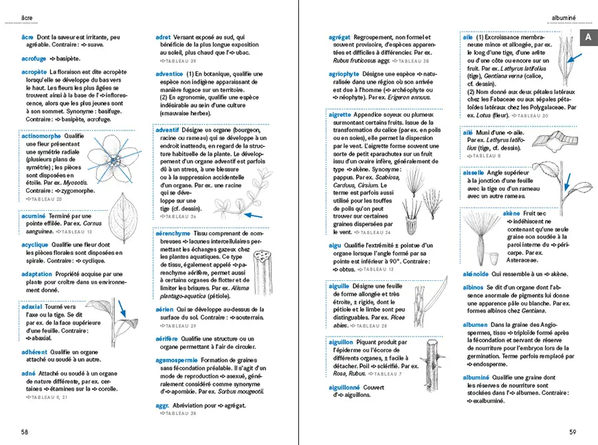 Sample Content (Image) Le glossaire illustré pour la botanique de terrain
