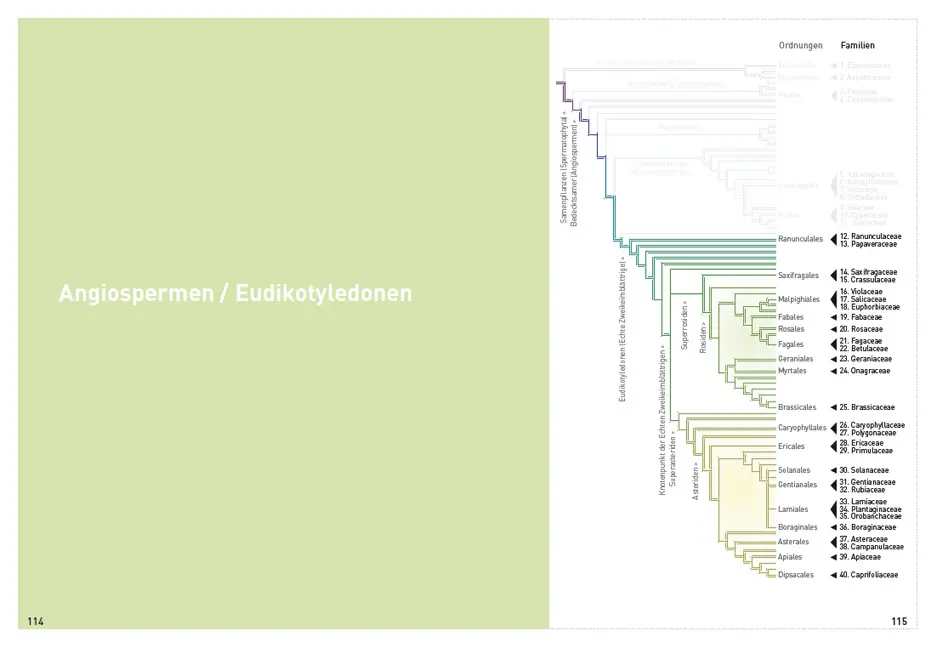 Sample Content (Image) Botanische Grundkenntnisse auf einen Blick