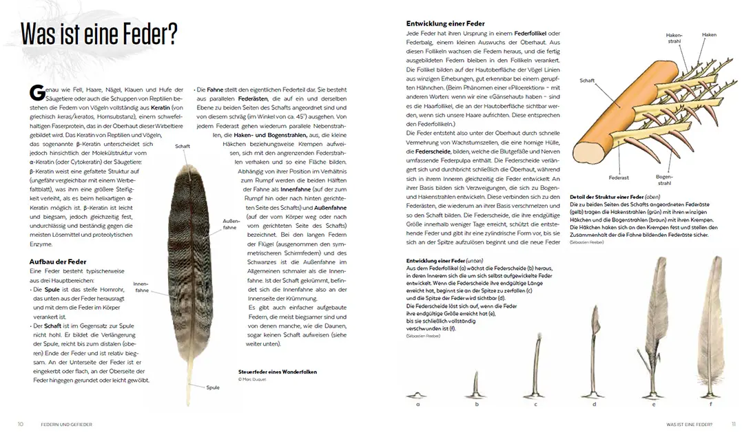 Sample Content (Image) Die Mauser