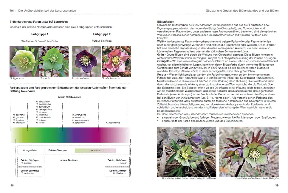 Sample Content (Image) Lenzrosen