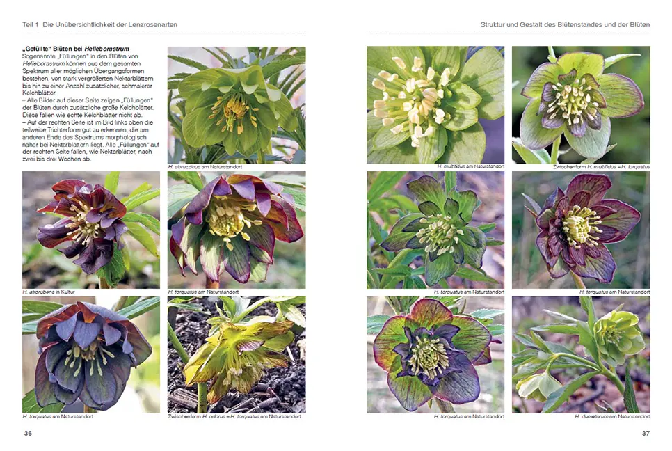 Sample Content (Image) Lenzrosen