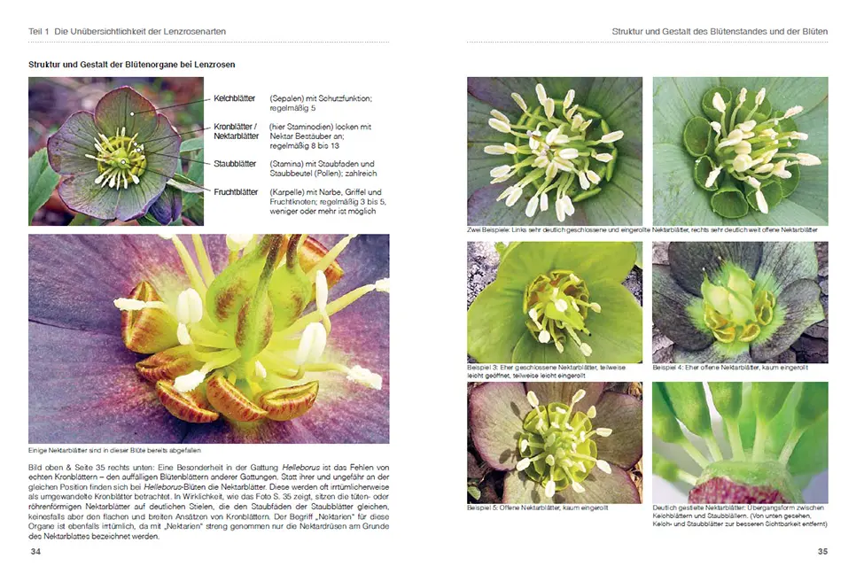 Sample Content (Image) Lenzrosen