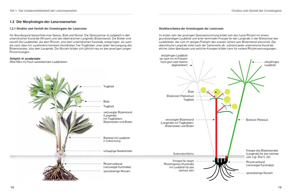 Sample Content (Image) Lenzrosen
