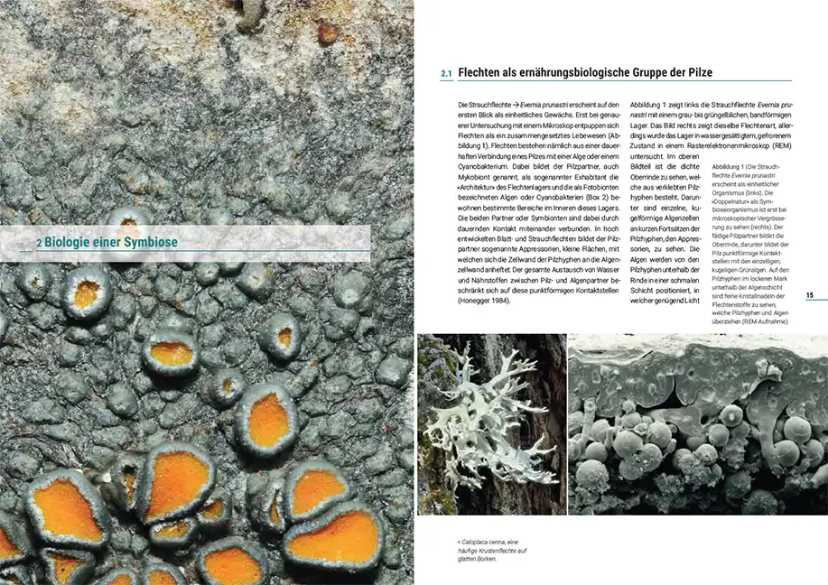 Sample Content (Image) Flechten der Schweiz