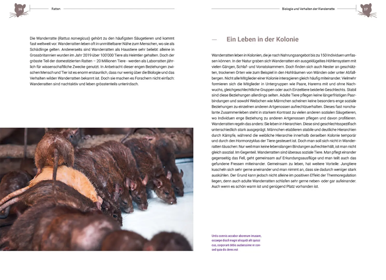 Sample Content (Image) Ratten