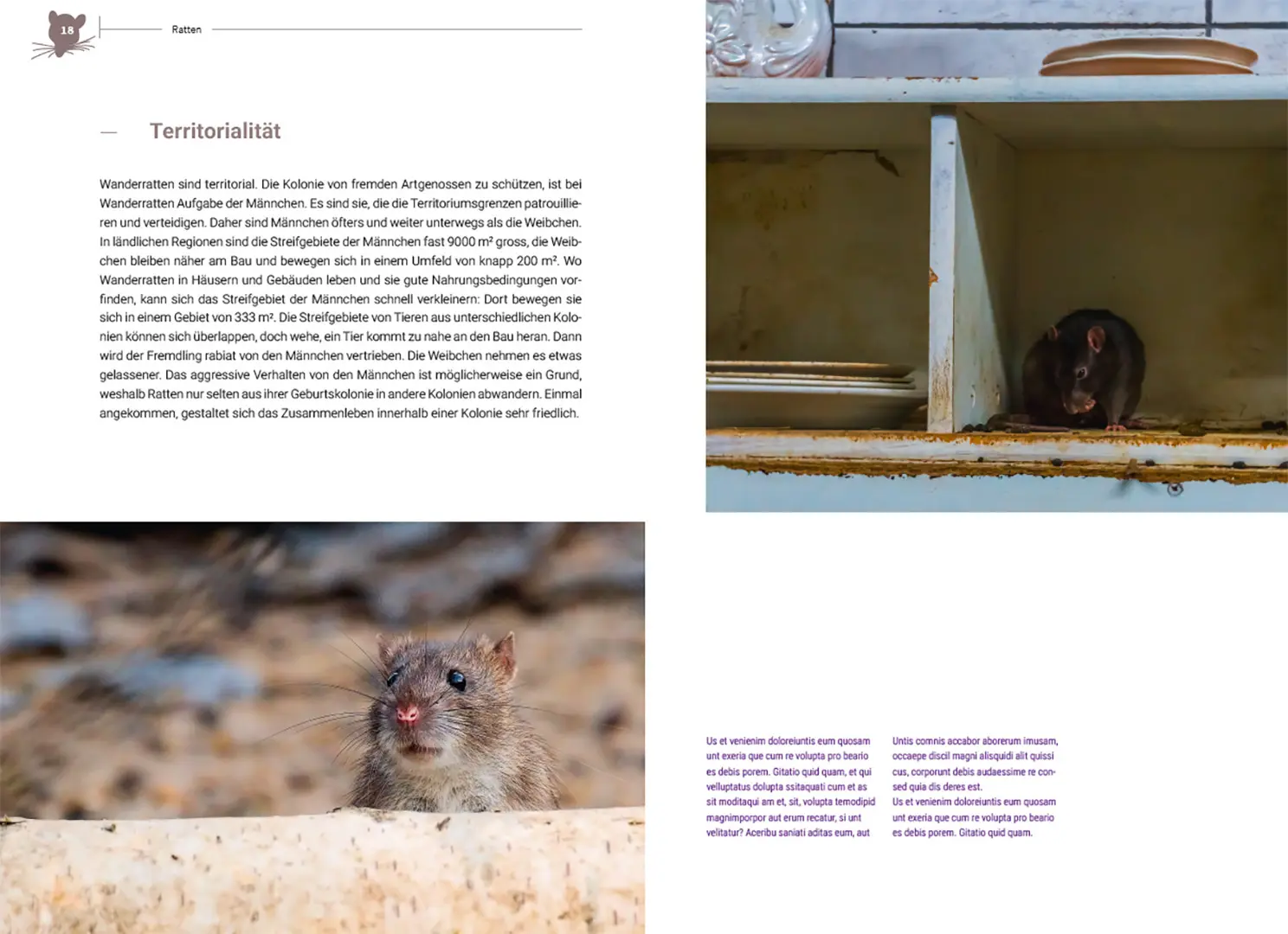 Sample Content (Image) Ratten