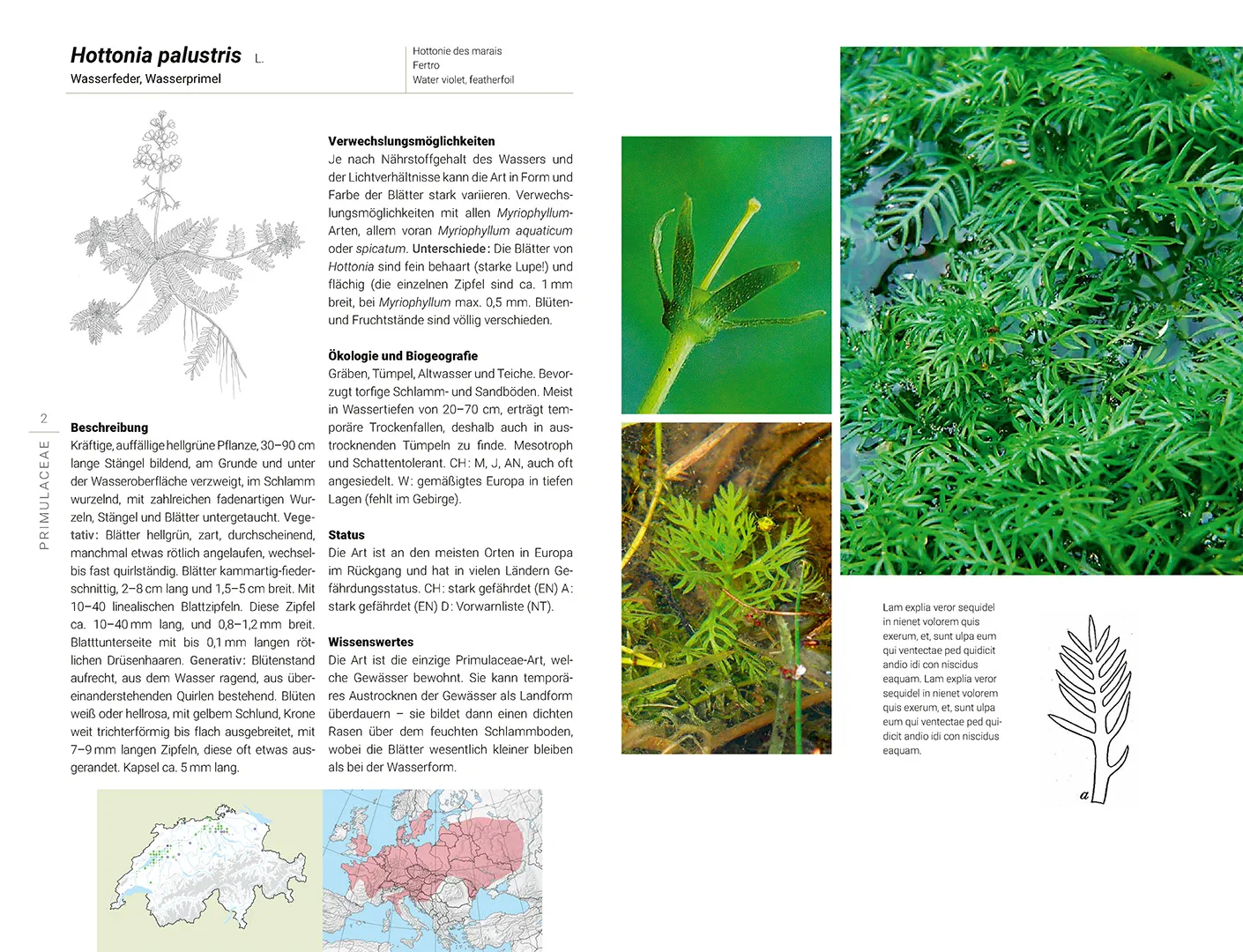 Sample Content (Image) Flora aquatica