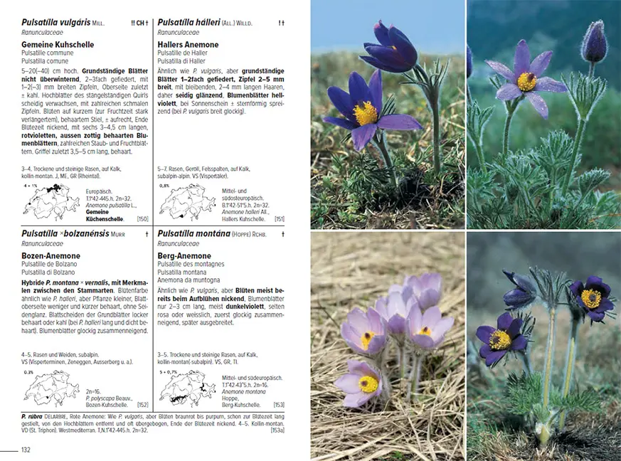 Sample Content (Image) Flora Helvetica - Illustrierte Flora der Schweiz