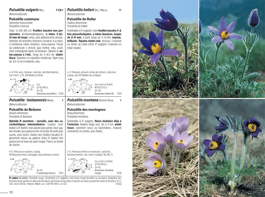 Sample Content (Image) Flora Helvetica - Flore illustrée de Suisse