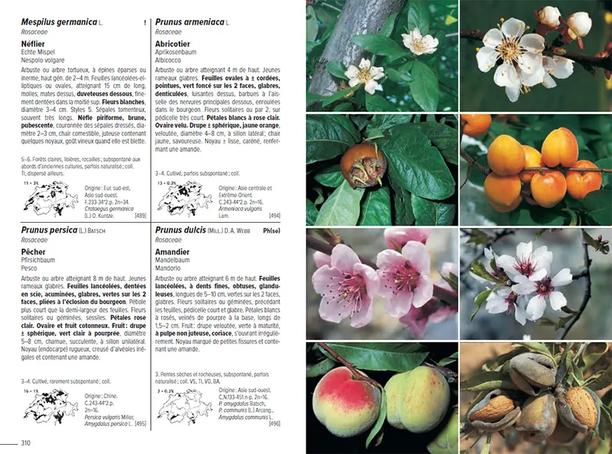Sample Content (Image) Flora Helvetica - Flore illustrée de Suisse