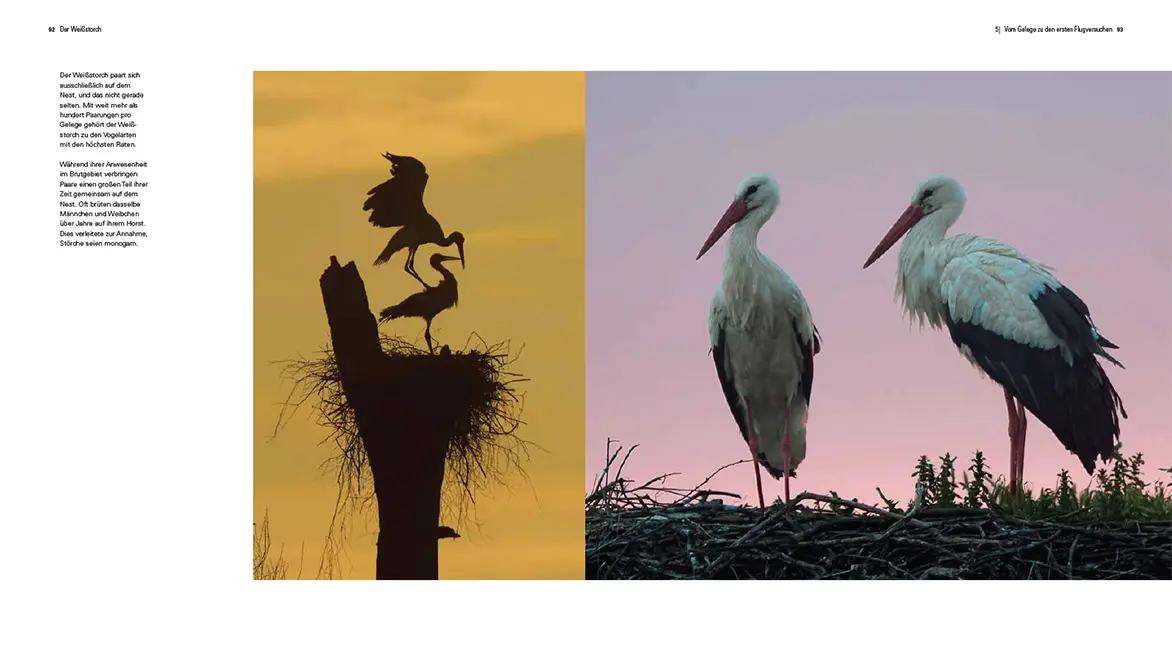 Sample Content (Image) Der Weißstorch