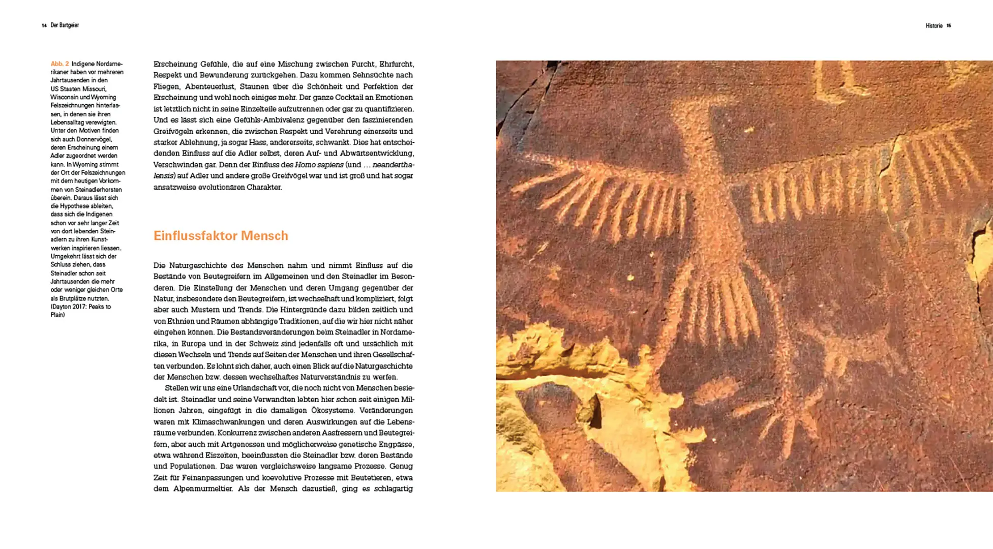 Sample Content (Image) Der Steinadler