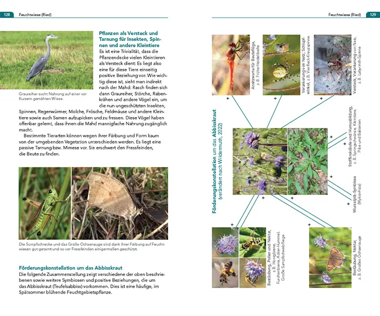Sample Content (Image) Symbiosen beobachten