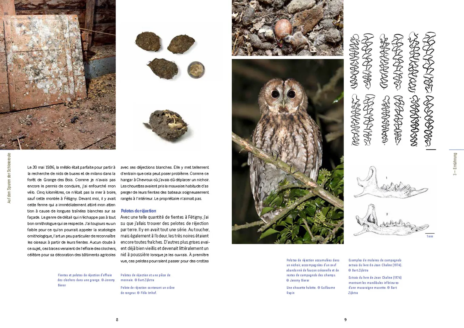Sample Content (Image) Die Schleiereule
