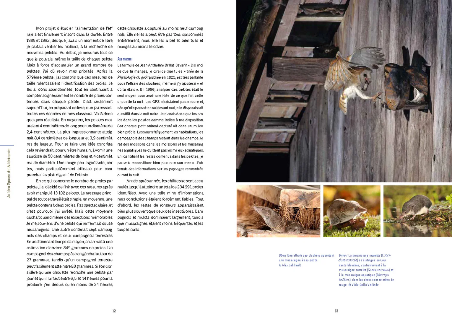 Sample Content (Image) Die Schleiereule