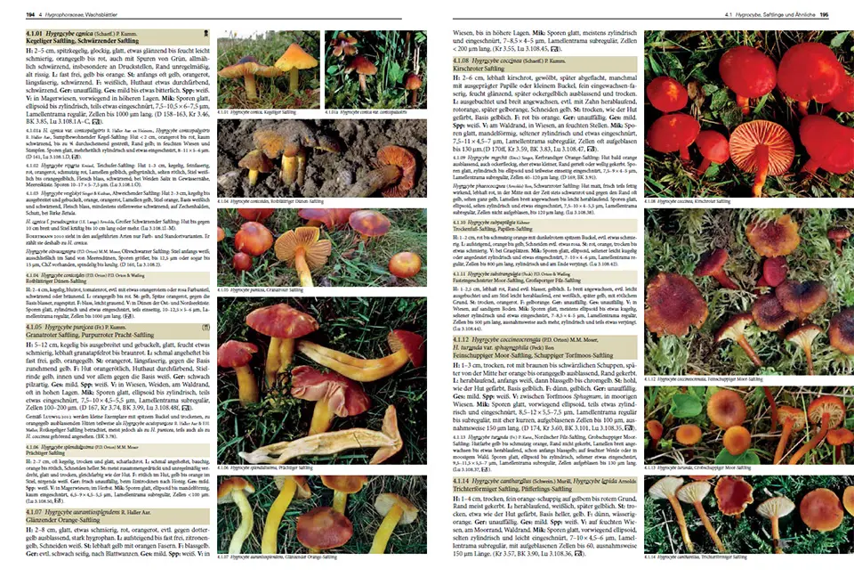 Sample Content (Image) Pilze Mitteleuropas