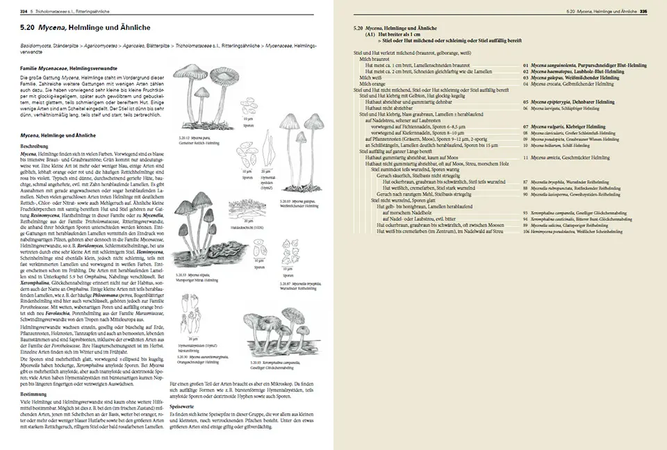 Sample Content (Image) Pilze Mitteleuropas