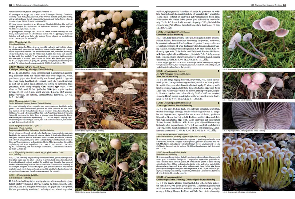 Sample Content (Image) Pilze Mitteleuropas