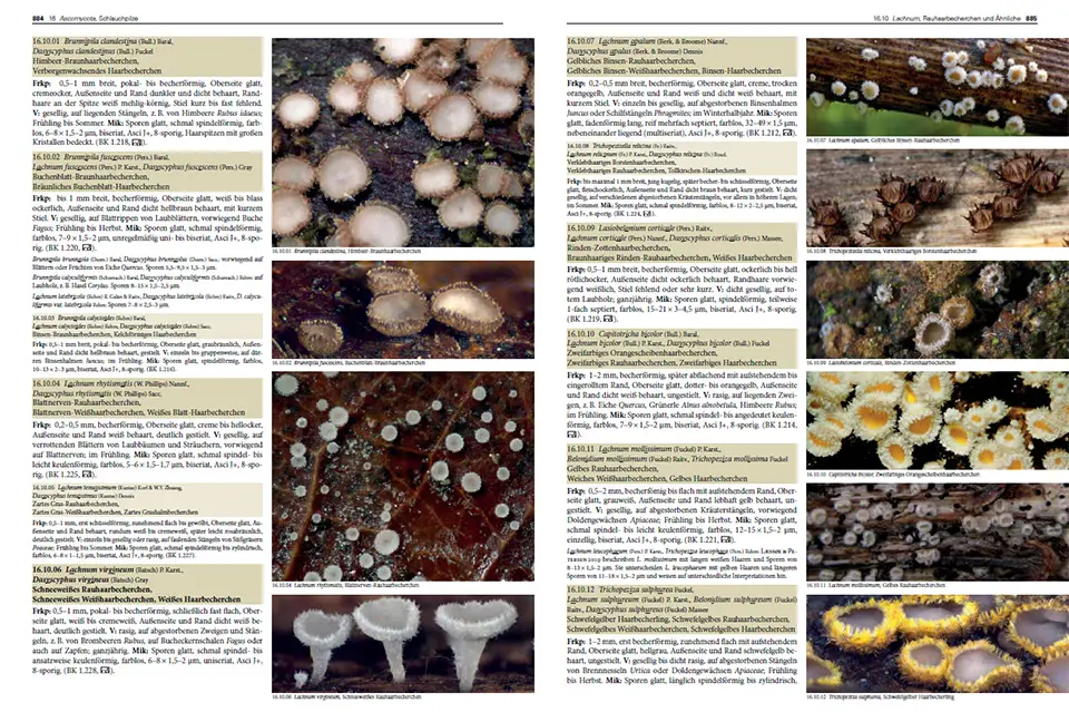 Sample Content (Image) Pilze Mitteleuropas
