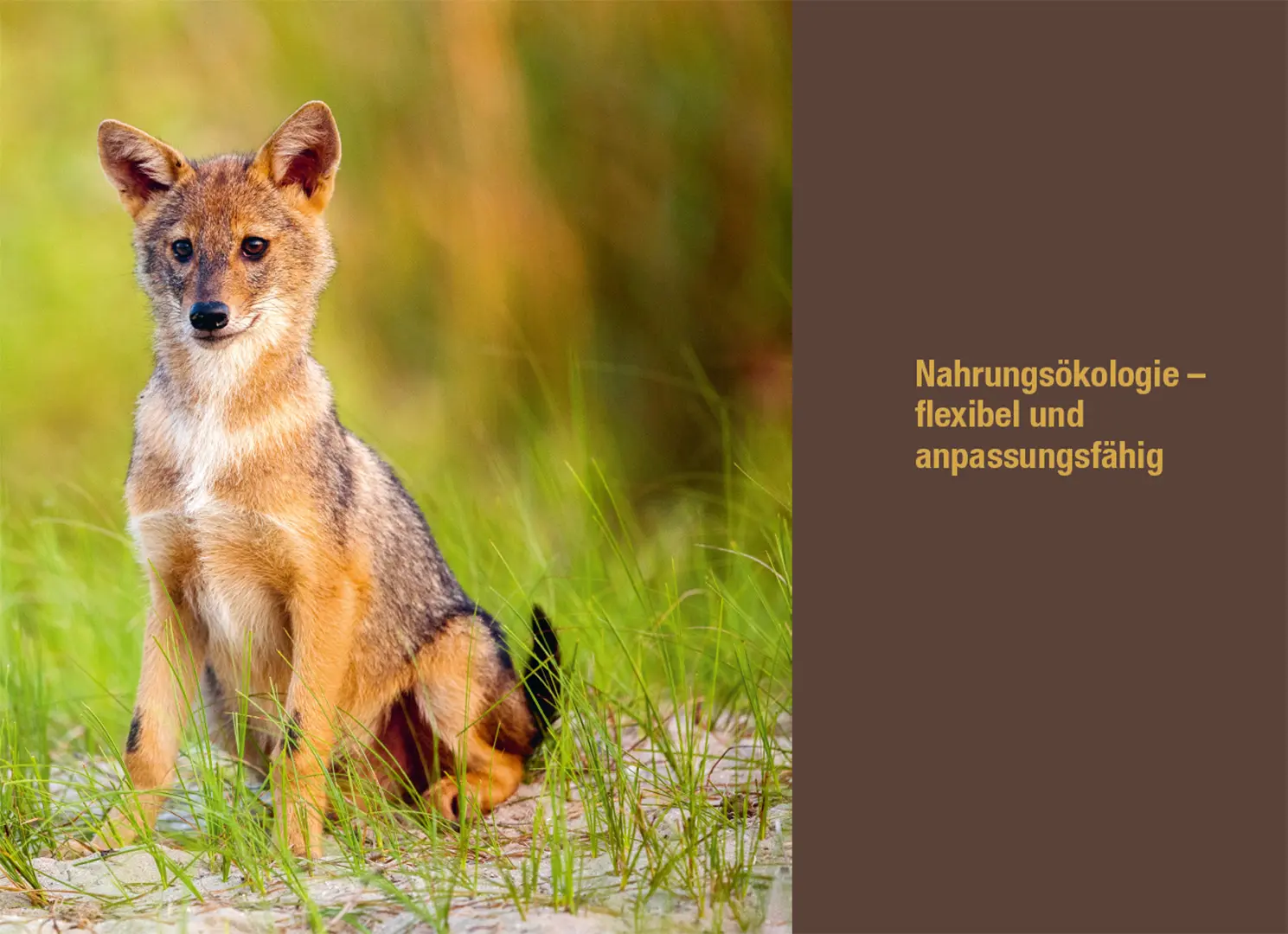 Sample Content (Image) Der Goldschakal