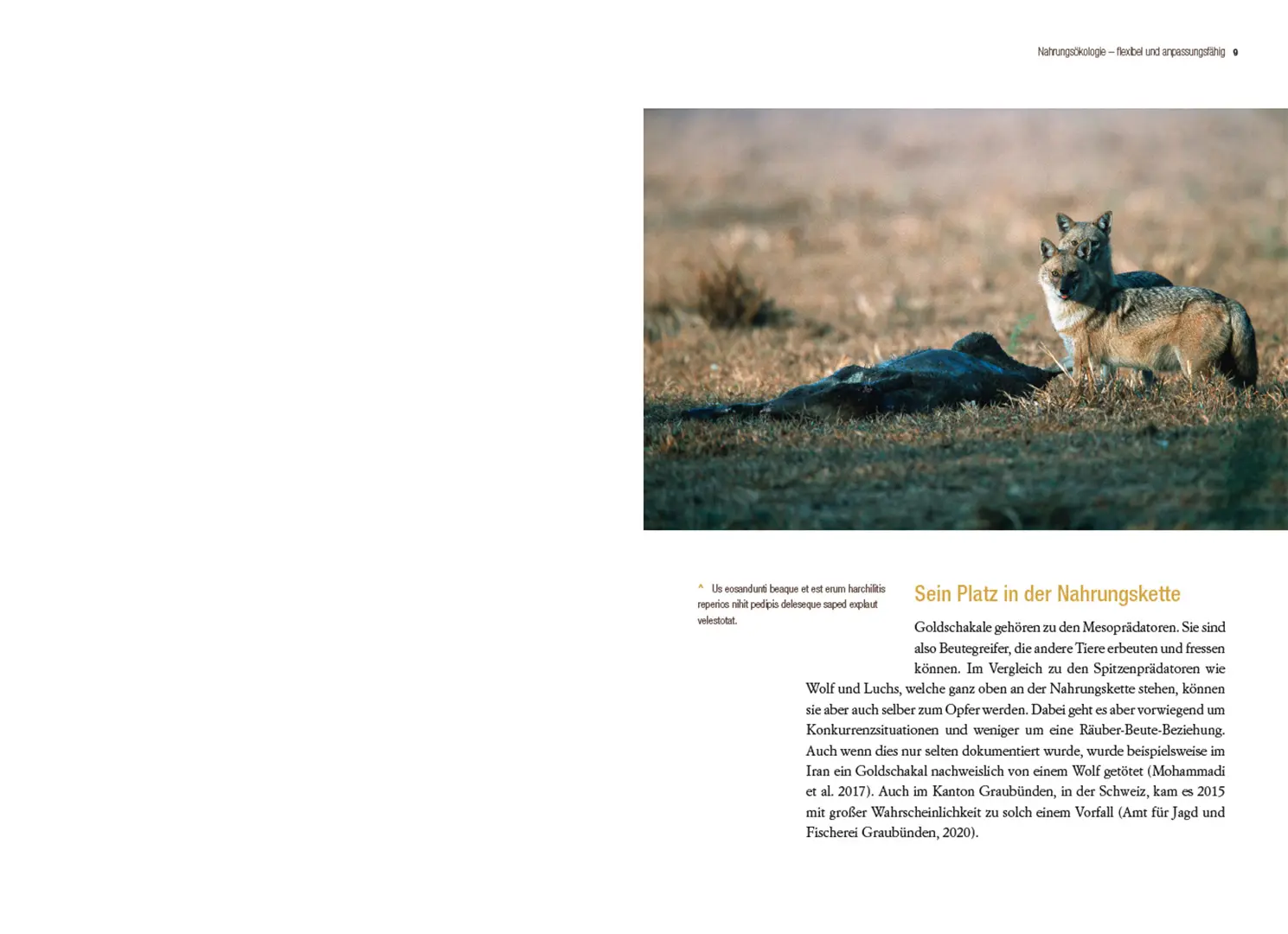 Sample Content (Image) Der Goldschakal