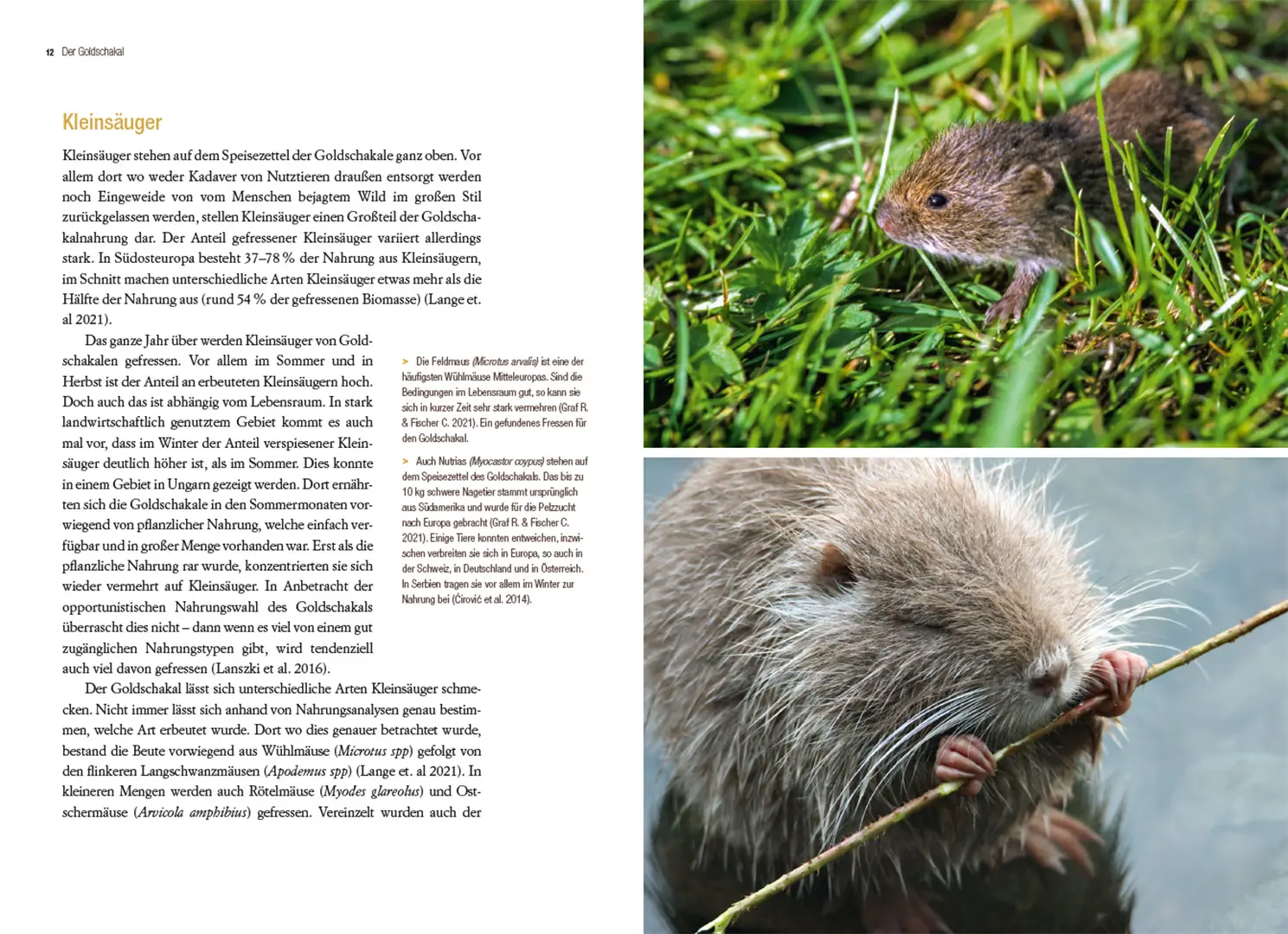 Sample Content (Image) Der Goldschakal