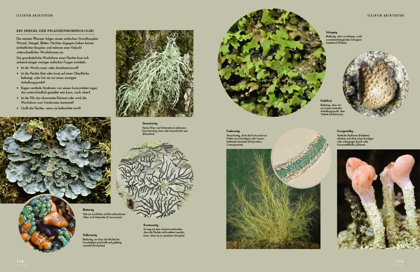 Sample Content (Image) Flechten