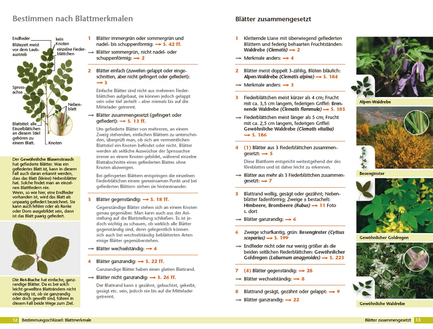 Sample Content (Image) Bäume bestimmen - Knospen, Blüten, Blätter, Früchte