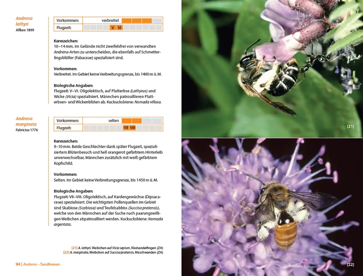 Sample Content (Image) Bienen Mitteleuropas