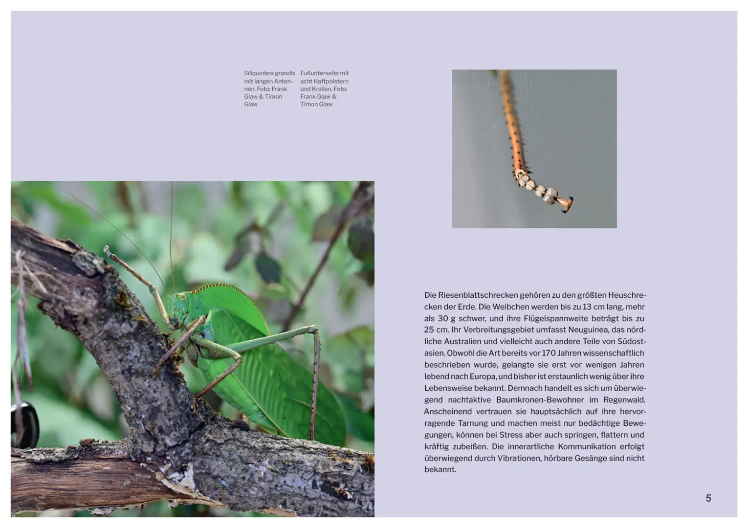 Sample Content (Image) Die Welt der Heuschrecken