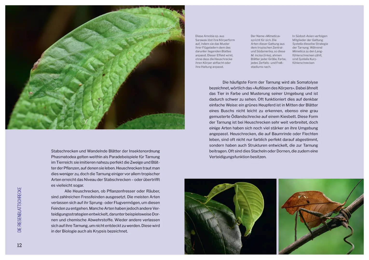 Sample Content (Image) Die Welt der Heuschrecken
