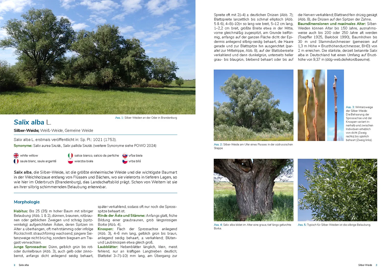 Sample Content (Image) Die Weiden Mitteleuropas