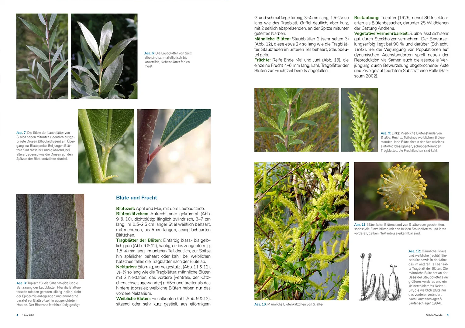 Sample Content (Image) Die Weiden Mitteleuropas