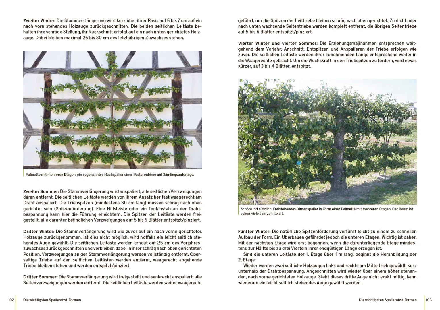 Sample Content (Image) Spalierobst