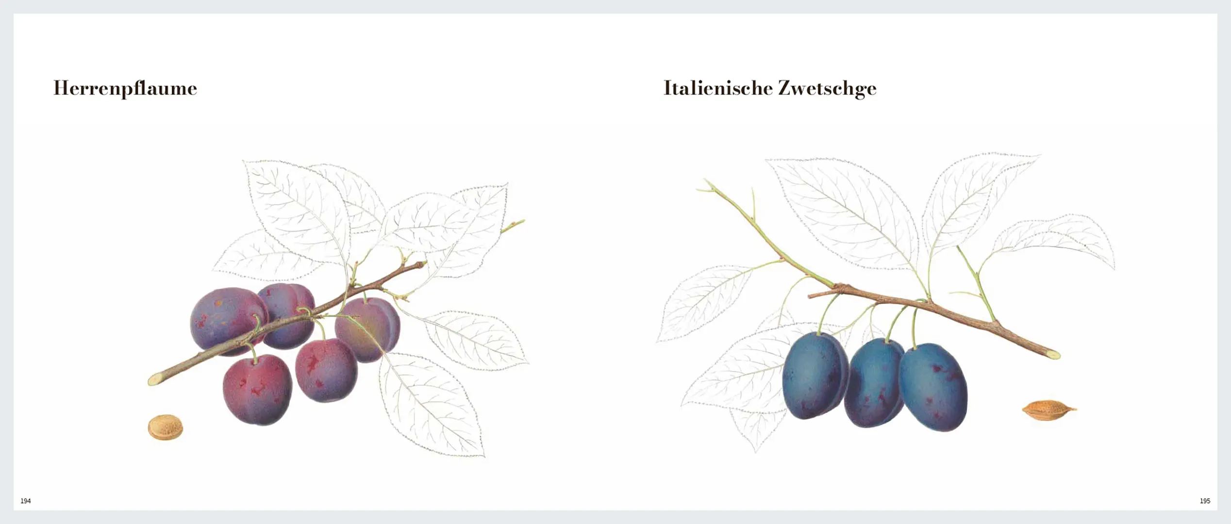 Sample Content (Image) Von edlem, süßweinartigem Zuckergeschmacke